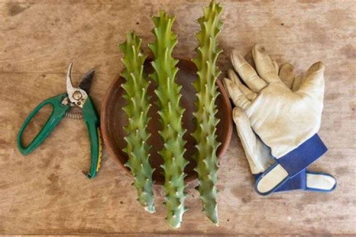 How do you transplant Euphorbia