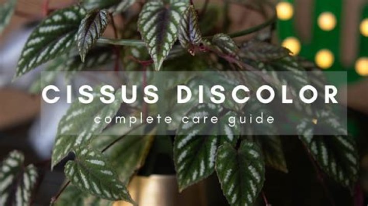 How do you treat cissus discoloration