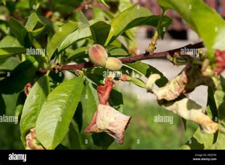 How do you treat fungus on a peach tree