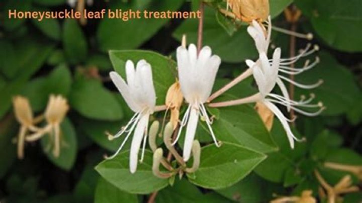How do you treat honeysuckle blight