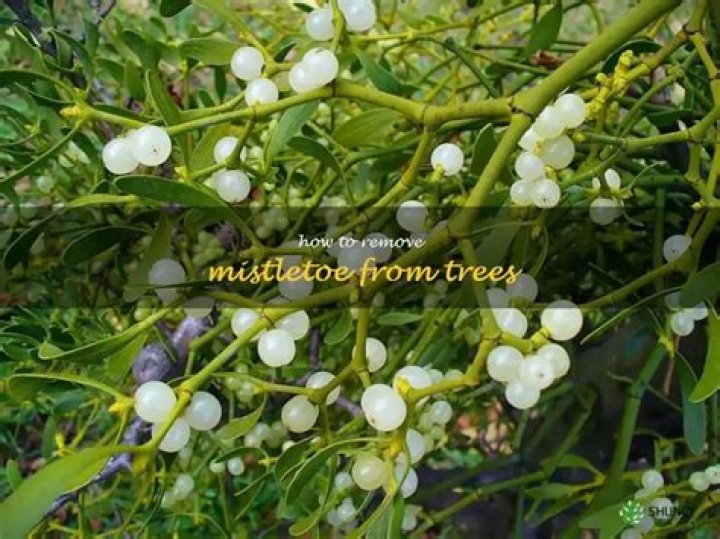How do you treat mistletoe in trees