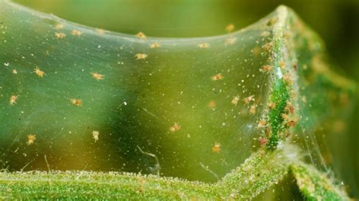 How do you treat spider mites on pine trees