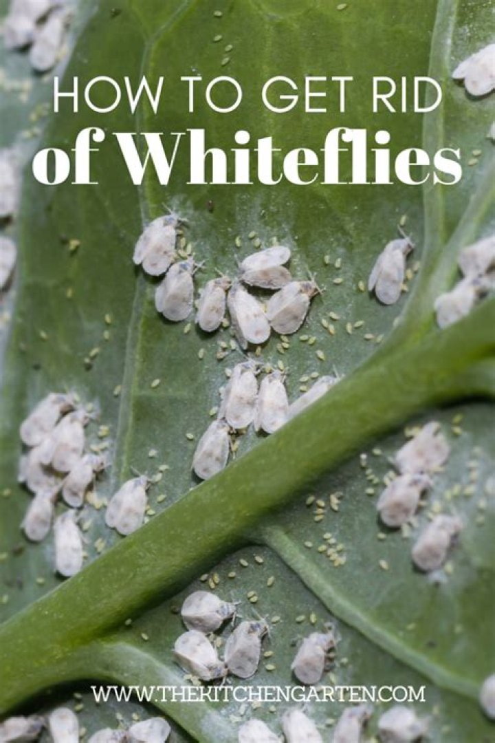 How do you treat whiteflies on lupins