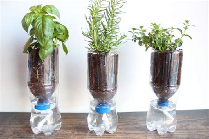 How do you use a water bottle in a garden