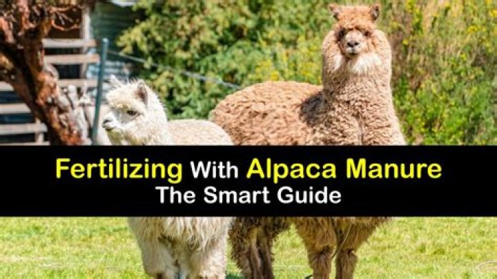 How do you use alpaca manure as fertilizer