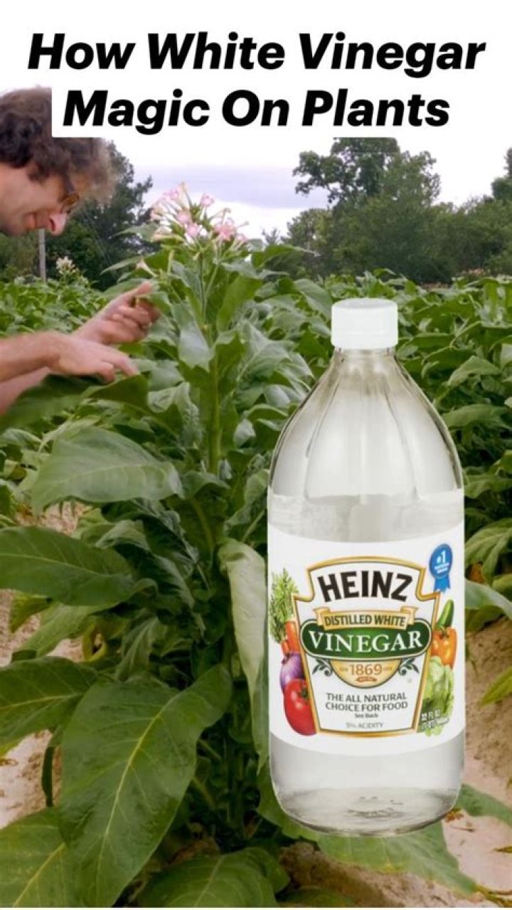 How do you use white vinegar on plants