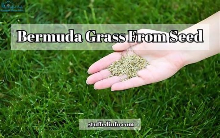 How do you water bermuda grass seed