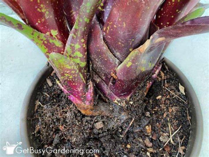 How do you water indoor bromeliads
