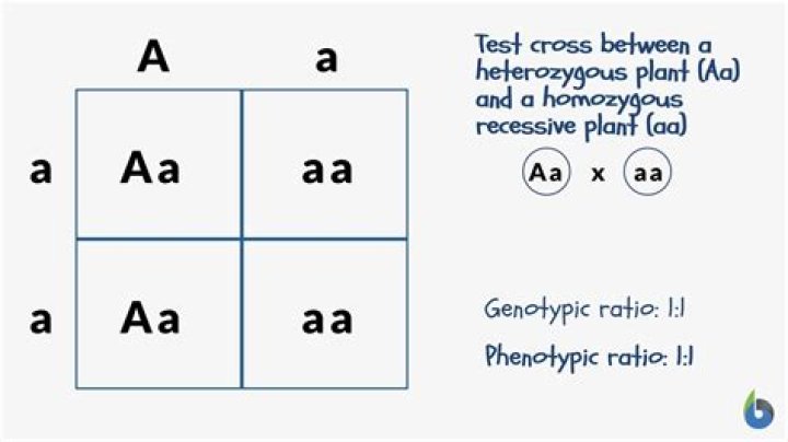How do you write genotype and phenotype