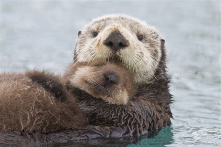 How does a sea otter look like