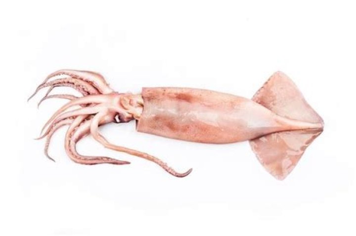 How does a squid give birth