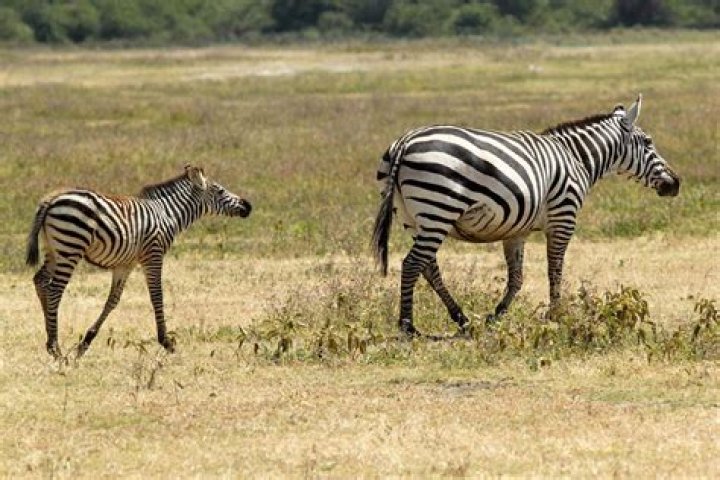 How does a zebra grow
