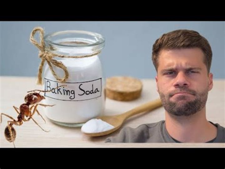How does bicarbonate of soda kill ants