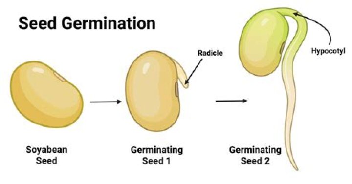 How does bleach affect seed germination