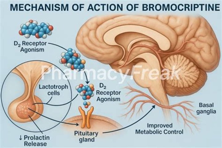 How does bromocriptine treat infertility