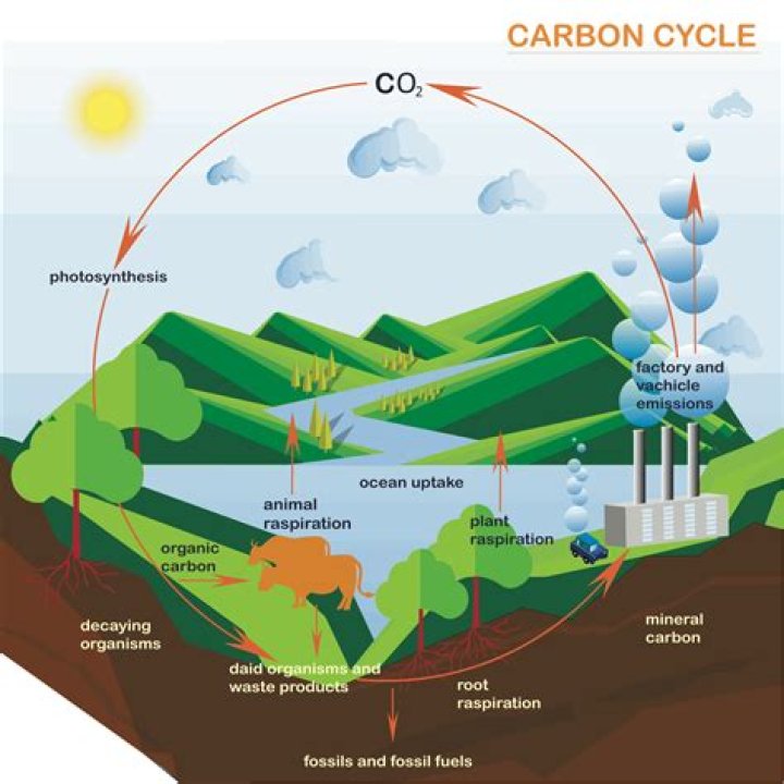 How does carbonation affect the body
