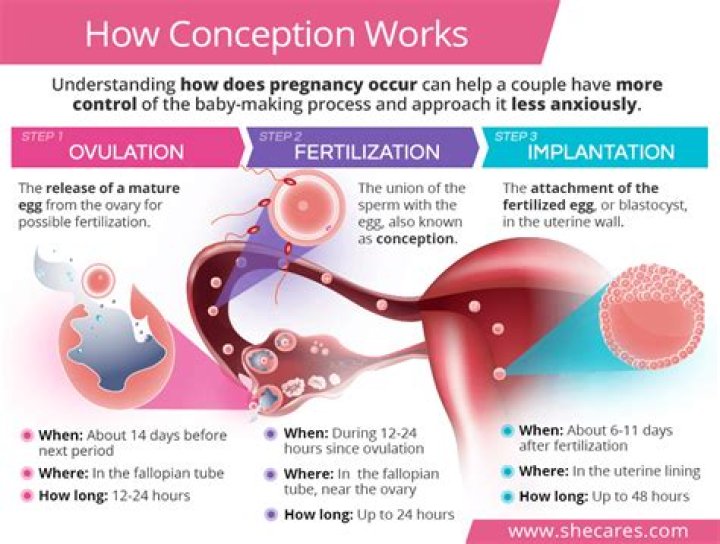 How does conception take place