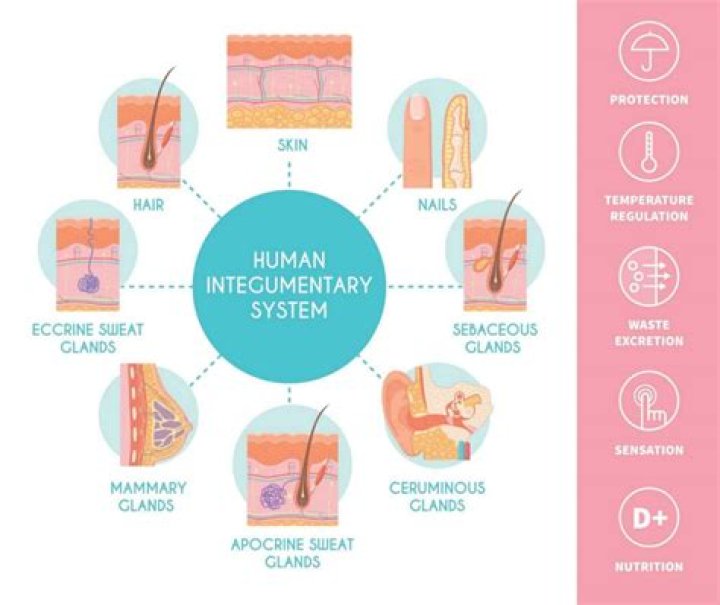 How does exercise affect the integumentary system