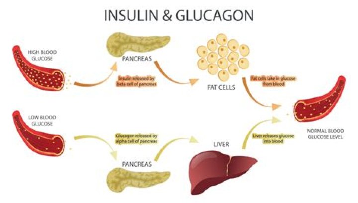 How does glucagon work in anaphylaxis