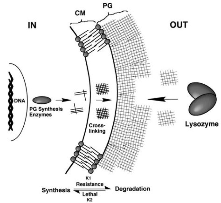 How does lysozyme lyse bacterial cells