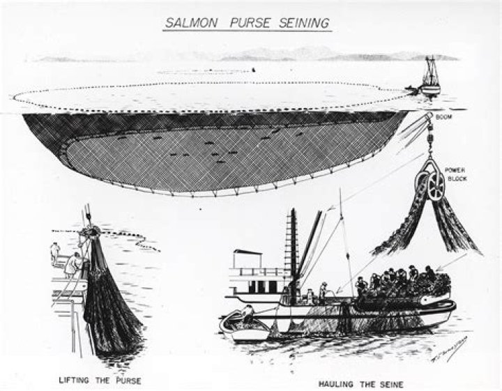 How does purse seining work