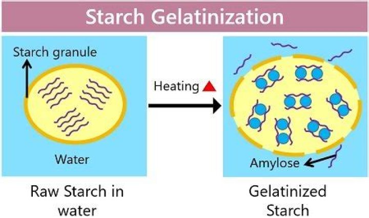 How does sugar affect starch gelatinization