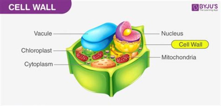 How does the cell wall protect a plant