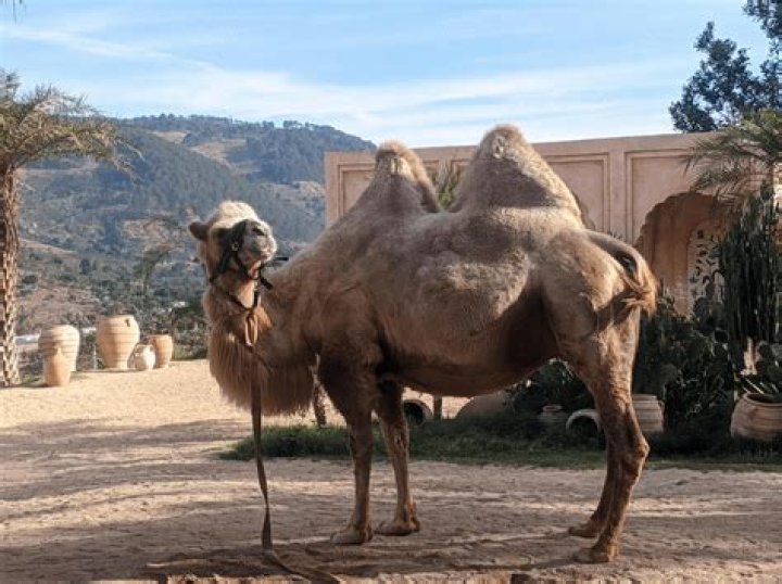 How does the hump of camel help them to survive when there is no water