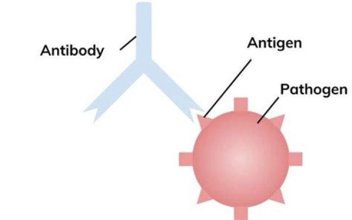 How does the immune system recognize antigens