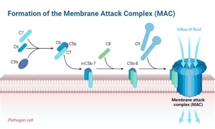 How does the membrane attack complex kill