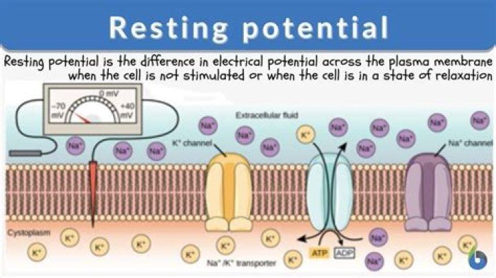 How does the membrane potential work