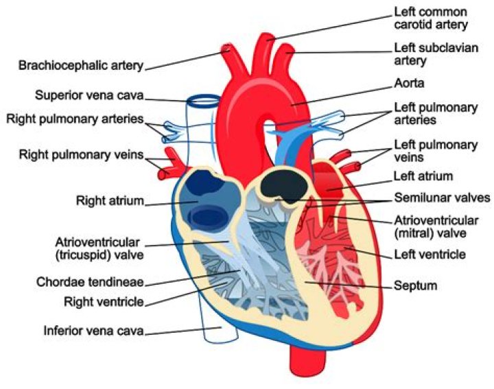 How does the myocardium receive oxygenated blood