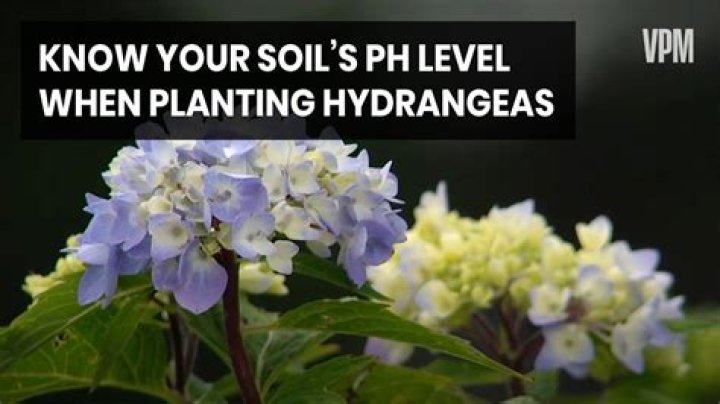 How does the pH of soil affect hydrangeas