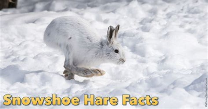How does the snowshoe hare survive the cold weather
