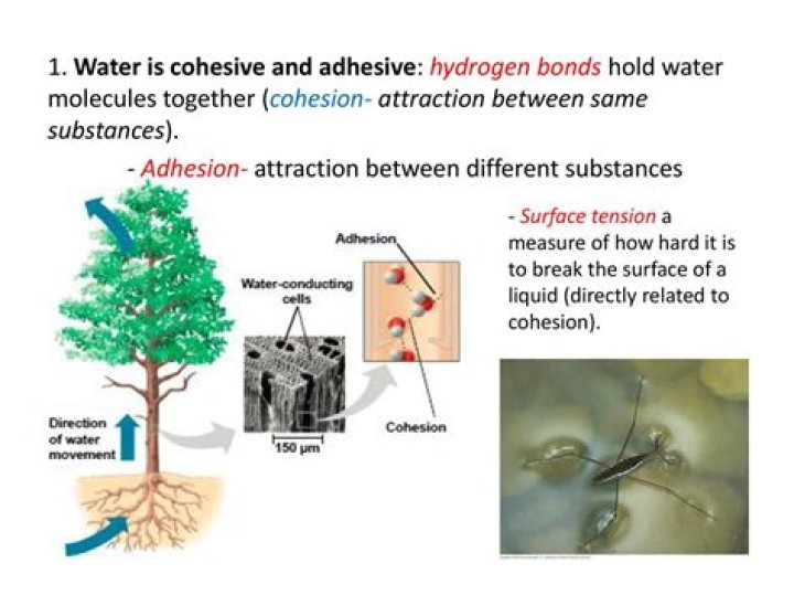 How does water adhesion affect living organisms
