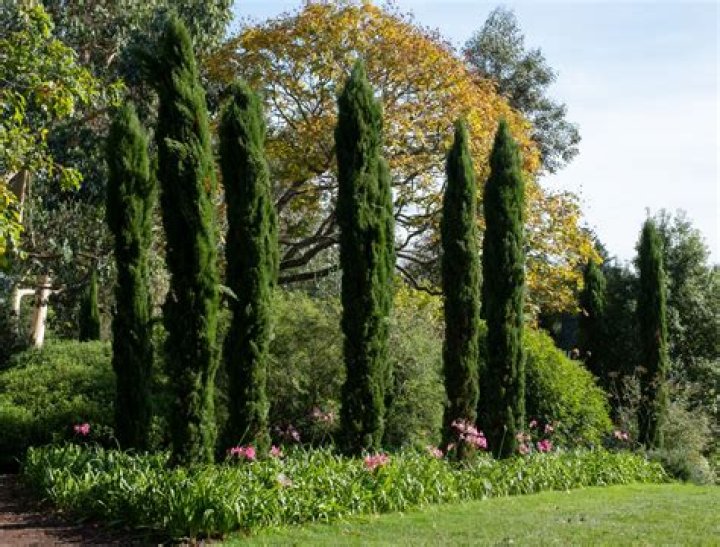 How far apart do you plant Italian cypress trees