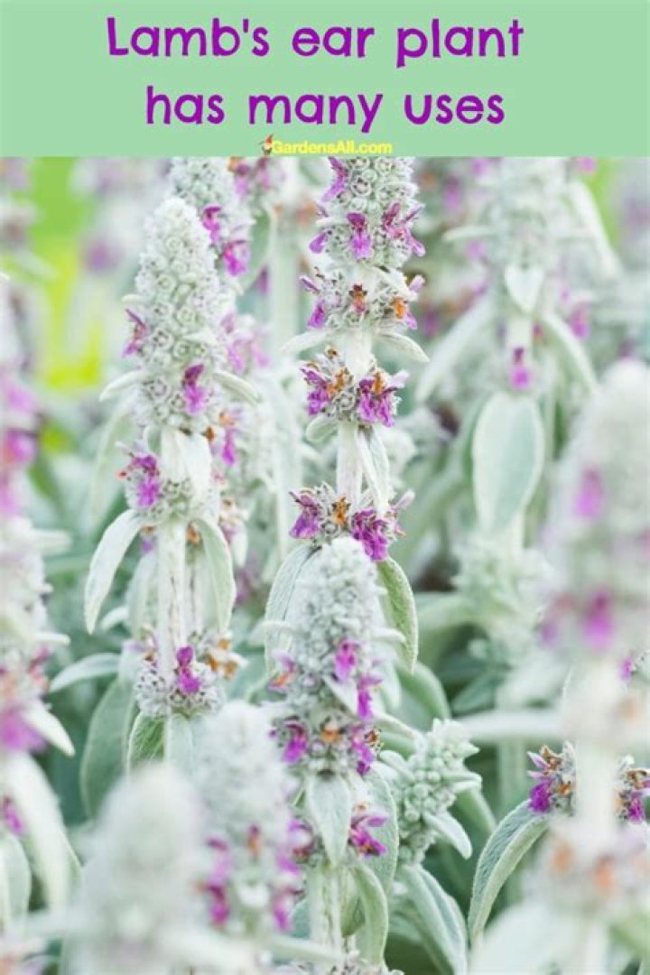 How far apart do you plant lambs ear