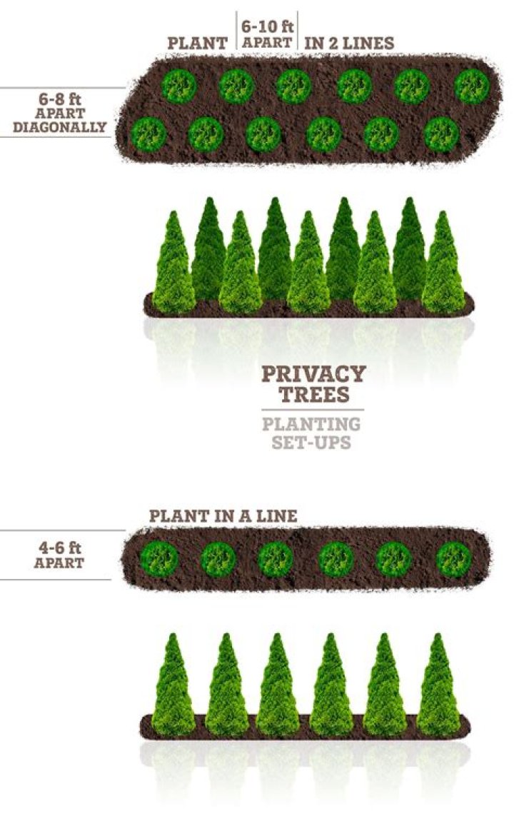 How far apart should birch trees be planted