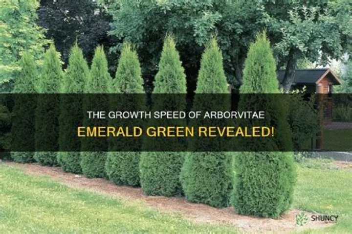 How fast do arborvitae emeralds grow
