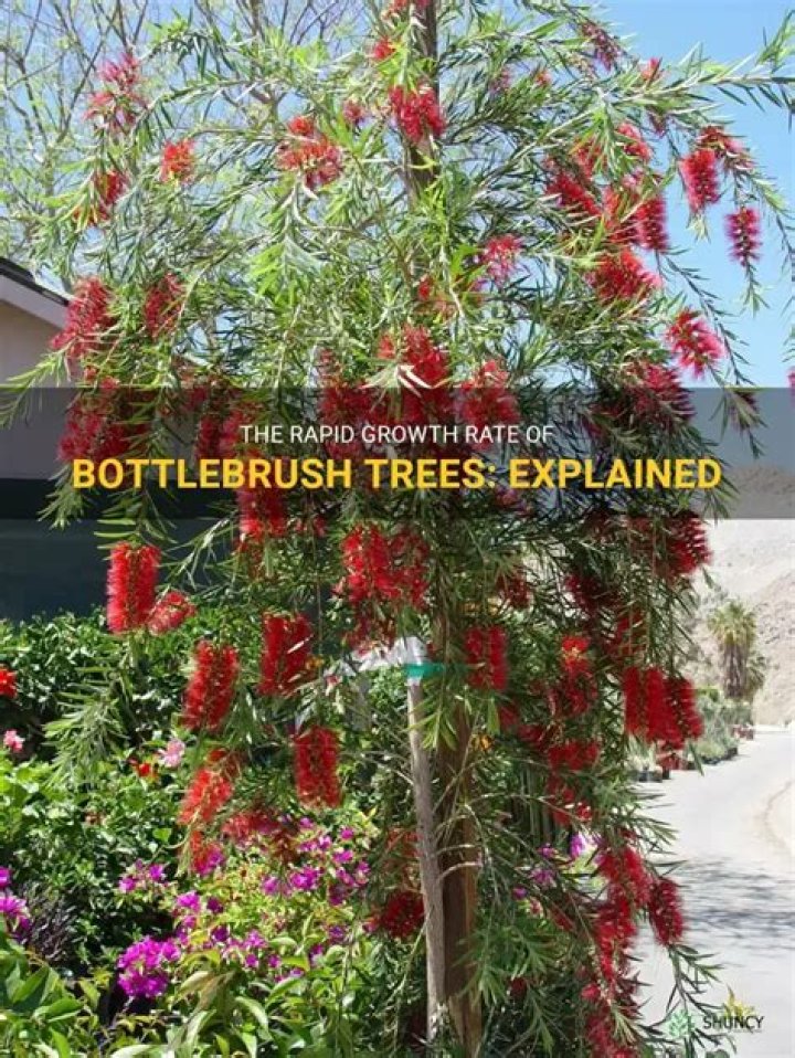 How fast do bottlebrush grow