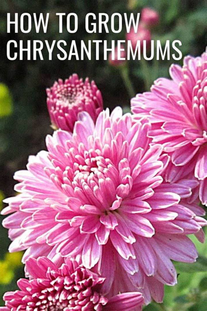 How fast do chrysanthemums grow
