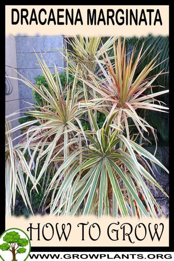 How fast do Dracaena marginata grow
