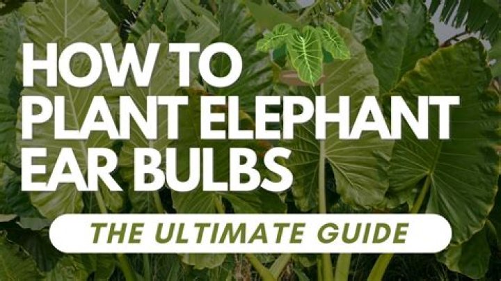 How fast do elephant ear plants grow