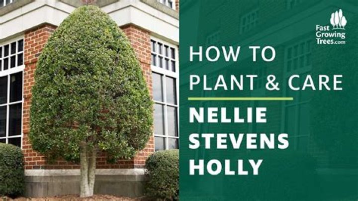 How fast do Nellie Stevens grow