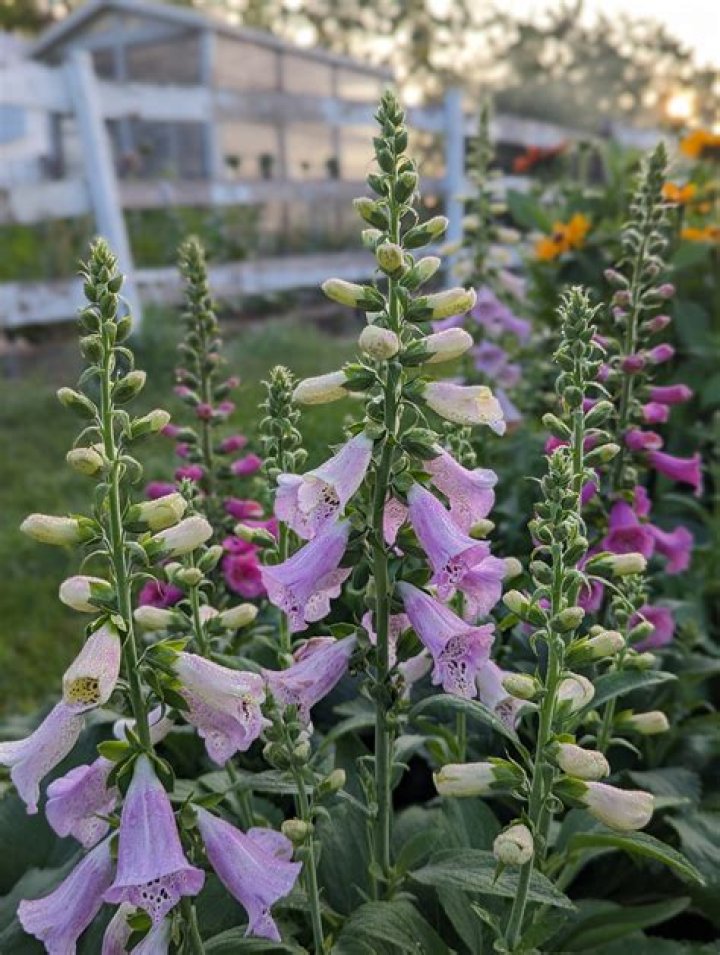 How fast does a foxglove tree grow