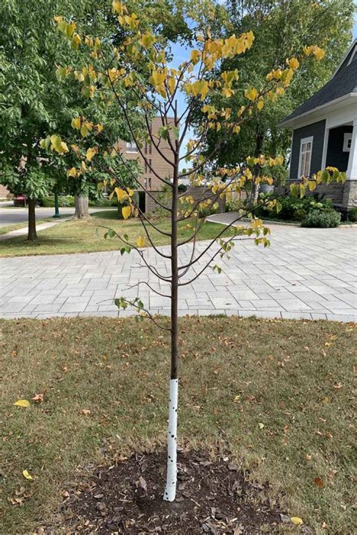 How fast does a Greenspire linden tree grow
