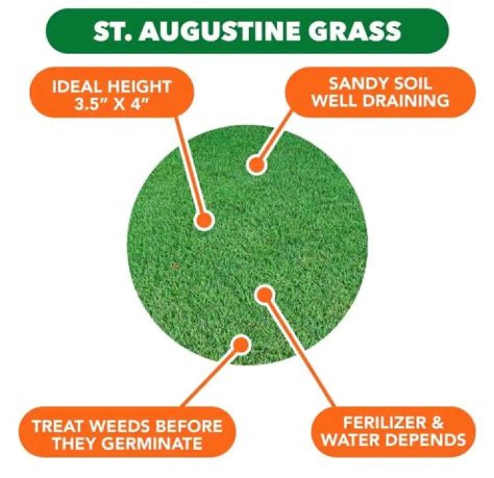 How fast does St Augustine grass grow
