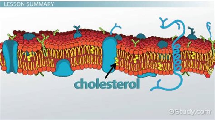 How is cholesterol part of the cell membrane