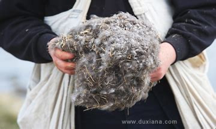 How is eider down harvested