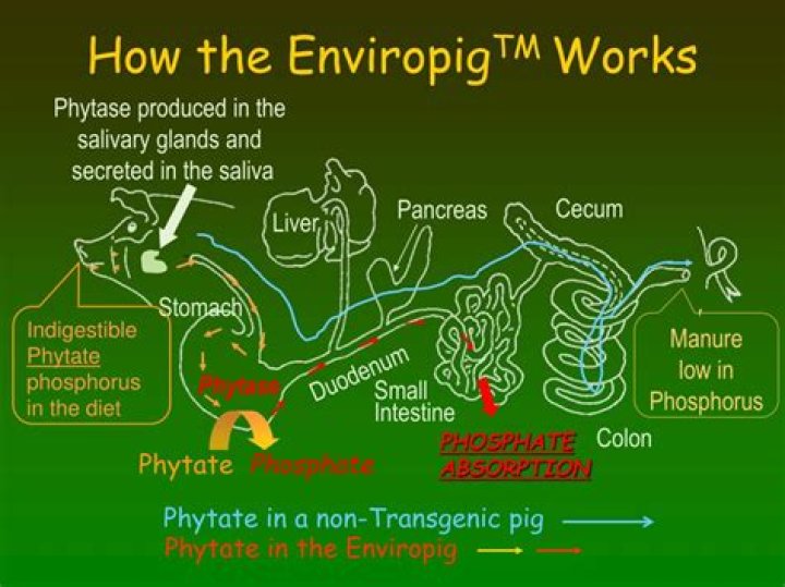 How is enviropig made